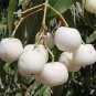 10 PCS Seeds Rare White Apple-berry Vine Organic