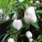 10 PCS Seeds Rare White Apple-berry Vine Organic