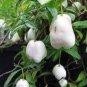 10 PCS Seeds Rare White Apple-berry Vine Organic