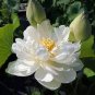 1 PCS Seeds Rare White Nelumbo Nucifera Beautiful Lotus