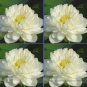 1 PCS Seeds Rare White Nelumbo Nucifera Beautiful Lotus