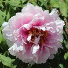 5 PCS Seeds Rare White Red Tree Peony Tree