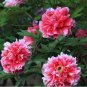 5 PCS Seeds Rare White Red Tree Peony Tree