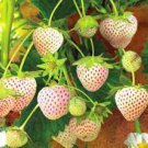 300 PCS Seeds Rare White Strawberry Pineberry Fruit