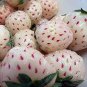 300 PCS Seeds Rare White Strawberry Pineberry Fruit