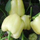 2 PCS Seeds Rare White Sweet Bell Pepper 2 PCS Seeds Rare White Sweet Bell Pepper