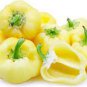 2 PCS Seeds Rare White Sweet Bell Pepper