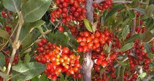 10 PCS Seeds Rare Wild Buffalo Berry Hardy Plant