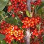 10 PCS Seeds Rare Wild Buffalo Berry Hardy Plant