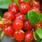 10 PCS Seeds Rare Wild Buffalo Berry Hardy Plant