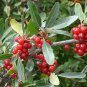 10 PCS Seeds Rare Wild Buffalo Berry Hardy Plant