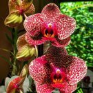 100 PCS Seeds Rare Wild Orchids Dark Red Colors Perennial Flowers 100 PCS Seeds Rare Wild Orchids Dark Red Colors Perennial Flowers