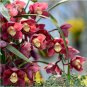 100 PCS Seeds Rare Wild Orchids Dark Red Colors Perennial Flowers