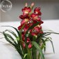100 PCS Seeds Rare Wild Orchids Dark Red Colors Perennial Flowers