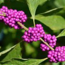 20 PCS Seeds Rare Wild Purple Callicarpa Beauty Berry 20 PCS Seeds Rare Wild Purple Callicarpa Beauty Berry