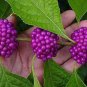 20 PCS Seeds Rare Wild Purple Callicarpa Beauty Berry