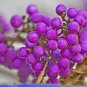 20 PCS Seeds Rare Wild Purple Callicarpa Beauty Berry