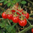 200 PCS Seeds Rare Wild Colorful Cherry Tomato