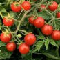 200 PCS Seeds Rare Wild Colorful Cherry Tomato
