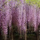 100 PCS Seeds Rare Wisteria sinensis Climbing