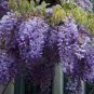 100 PCS Seeds Rare Wisteria sinensis Climbing