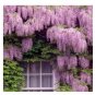 100 PCS Seeds Rare Wisteria sinensis Climbing