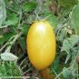 120 PCS Seeds Rare Yellow 'Banana' Long Tomato Organic