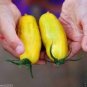 120 PCS Seeds Rare Yellow 'Banana' Long Tomato Organic