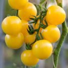100 PCS Seeds Rare Yellow Black Dwarf Cherry Tomato Hybrid 100 PCS Seeds Rare Yellow Black Dwarf Cherry Tomato Hybrid