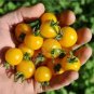 100 PCS Seeds Rare Yellow Black Dwarf Cherry Tomato Hybrid