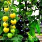 100 PCS Seeds Rare Yellow Black Dwarf Cherry Tomato Hybrid
