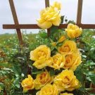 20 PCS Seeds Rare Yellow Climbing Rose