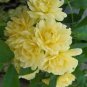 20 PCS Seeds Rare Yellow Climbing Rose
