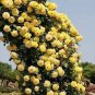 20 PCS Seeds Rare Yellow Climbing Rose