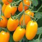 300 PCS Seeds Rare Yellow Fat 'Luo Cheng' Organic