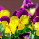 20 PCS Seeds Rare Yellow Purple Pansy Flowers 20 PCS Seeds Rare Yellow Purple Pansy Flowers