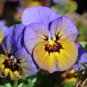 20 PCS Seeds Rare Yellow Purple Pansy Flowers