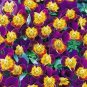 20 PCS Seeds Rare Yellow Purple Pansy Flowers