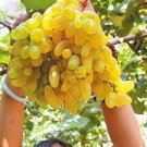 15 PCS Seeds Rare Yellow Red Cluster of Grape Organic 15 PCS Seeds Rare Yellow Red Cluster of Grape Organic