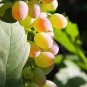 15 PCS Seeds Rare Yellow Red Cluster of Grape Organic