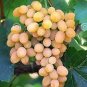 15 PCS Seeds Rare Yellow Red Cluster of Grape Organic
