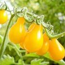 30 PCS Seeds Rare Yellow Rose Tomato Middle-sized Fruit