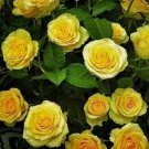 100 PCS Seeds Rare Yellow with Pink edge Rose Seeds Heirloom Fragrant Rose