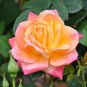 100 PCS Seeds Rare Yellow with Pink edge Rose Seeds Heirloom Fragrant Rose