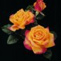 100 PCS Seeds Rare Yellow with Pink edge Rose Seeds Heirloom Fragrant Rose