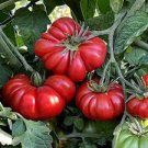 100 PCS Seeds Rare Zapotec Ruffled Bright Red Tomato