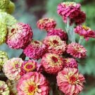 50 PCS Seeds Rare Zinnia Flower
