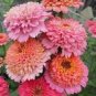 50 PCS Seeds Rare Zinnia Flower