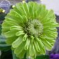 50 PCS Seeds Rare Zinnia Flower