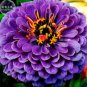 50 PCS Seeds Rare Zinnia Flower
